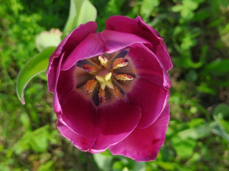 Tulpe lila.jpg