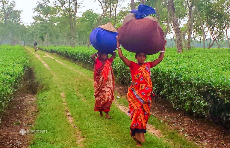 svetlana-tea-lady-1000.jpg