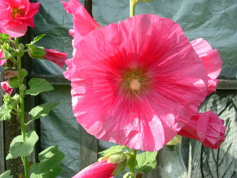 Hollyhock 3 8:10.jpg