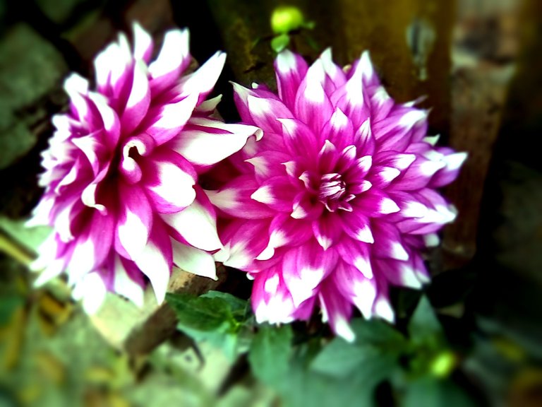 Tilt-Shift-1520060199096.jpg