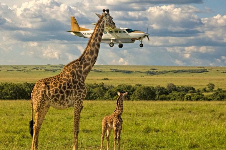 giraffeairplane.jpg