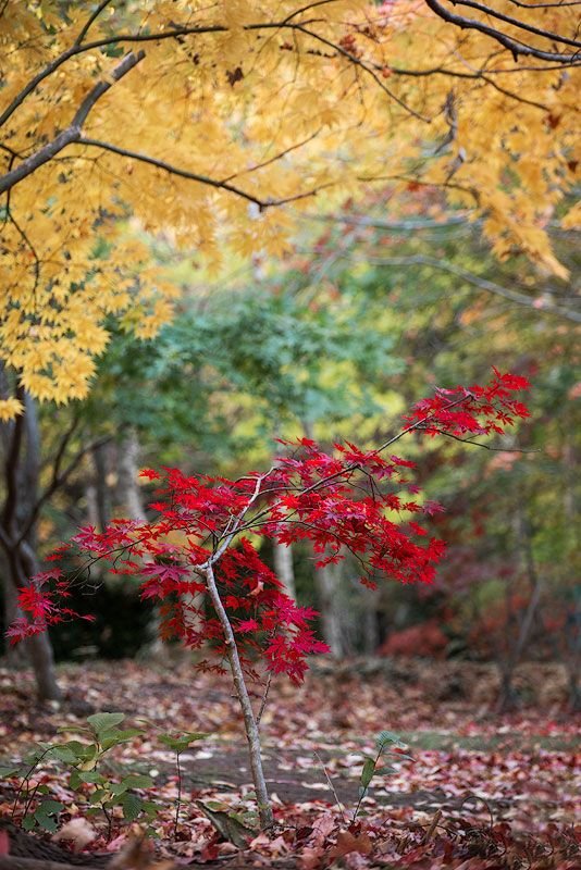 Sefton-garden-red-maple.jpg