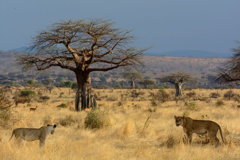 Ruaha National Park.jpg