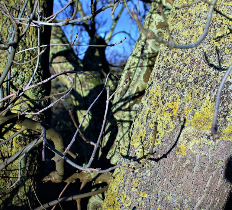 lichen on trees.jpg