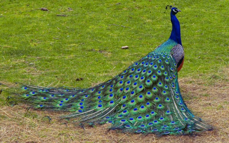 peacock_1386424735.jpg