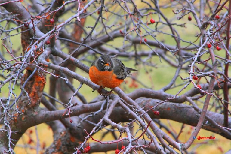 american robin PFW19-12sat.JPG