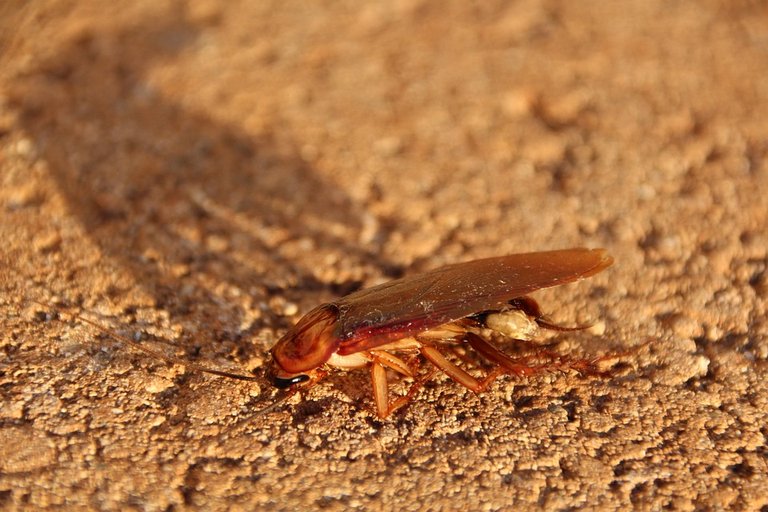 cockroach-3116191_960_720.jpg