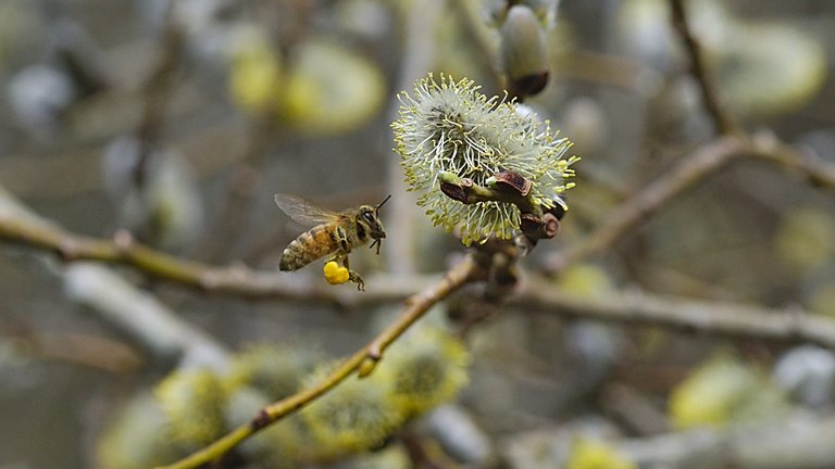 Biene profil flug.jpg