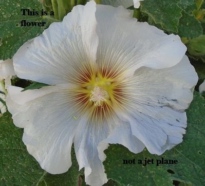 This is a flower.jpg