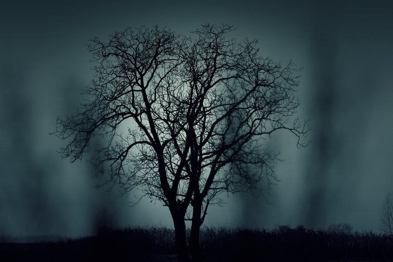 nature-night-dark-tree.jpg