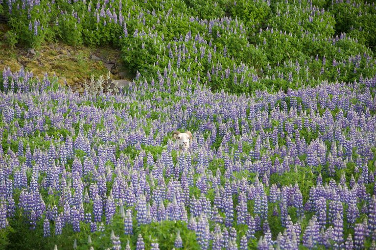 Lupines00b.jpg