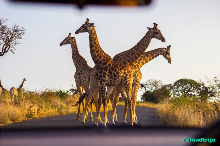 Giraffes-blocking-the-street.jpg