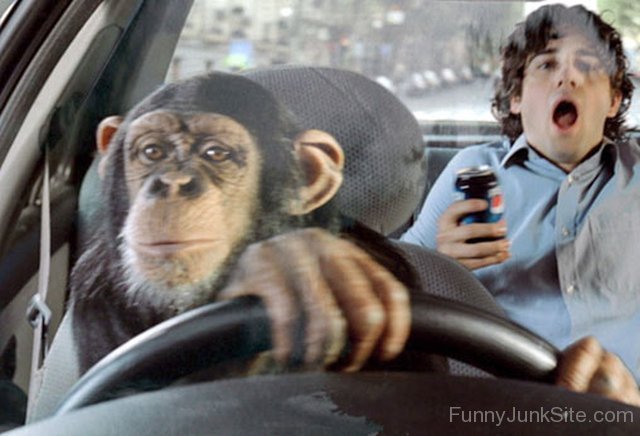 Funny-Chimpanzee-Driver.jpg