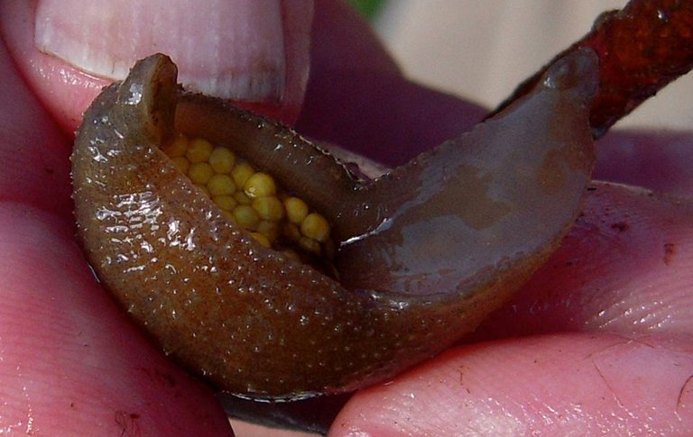 Leech-Oregon2009_Cropped.jpg