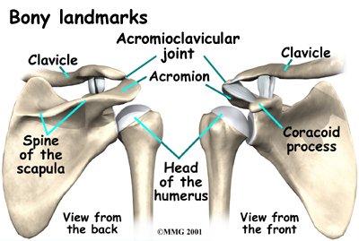 Shoulder boney landmarks.jpg