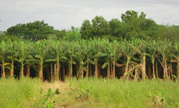 rows_of_banana_trees.jpg