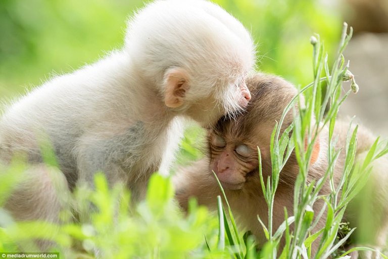 Pure White Monkey has been spotted taking a very hefty bite of It is siblings head at Jigokudani Monkey Park from Tokyo, Japan.jpg