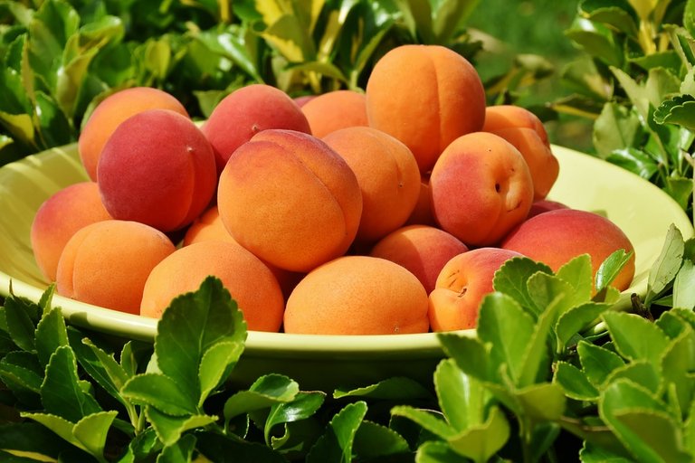 apricots-1522680_960_720.jpg