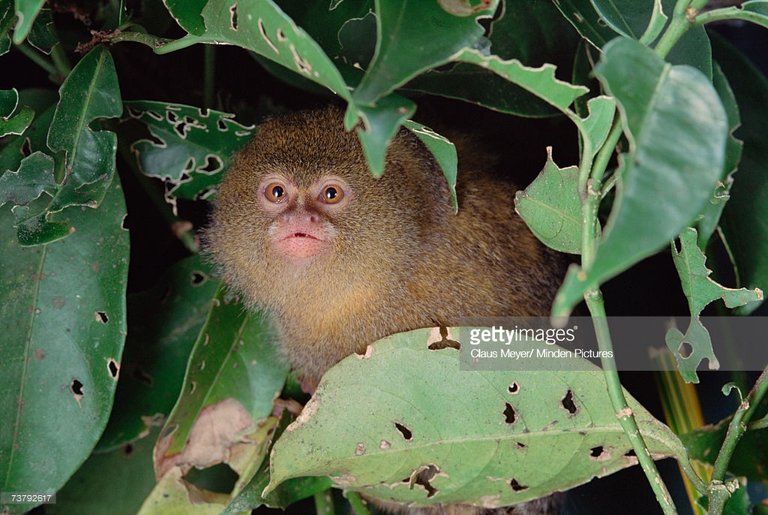 pygmy-marmoset-endangered-species-portrait-amazon-forest-brazil-picture-id73792617.jpeg