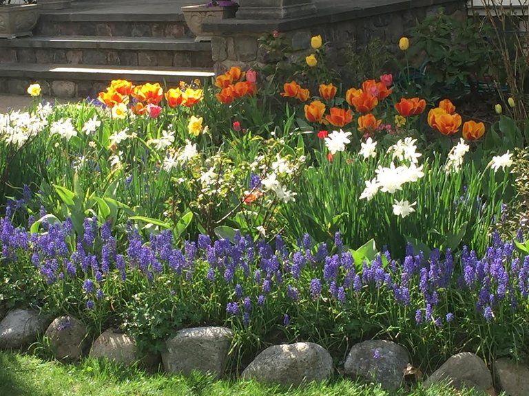 garden tulips bulbs 4.jpg