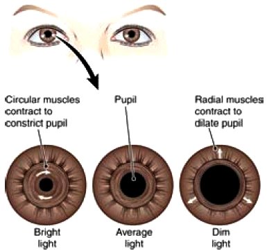 Iris anatomy.jpg