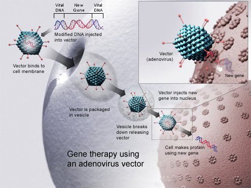 14-09-01-Gene_therapy.jpg