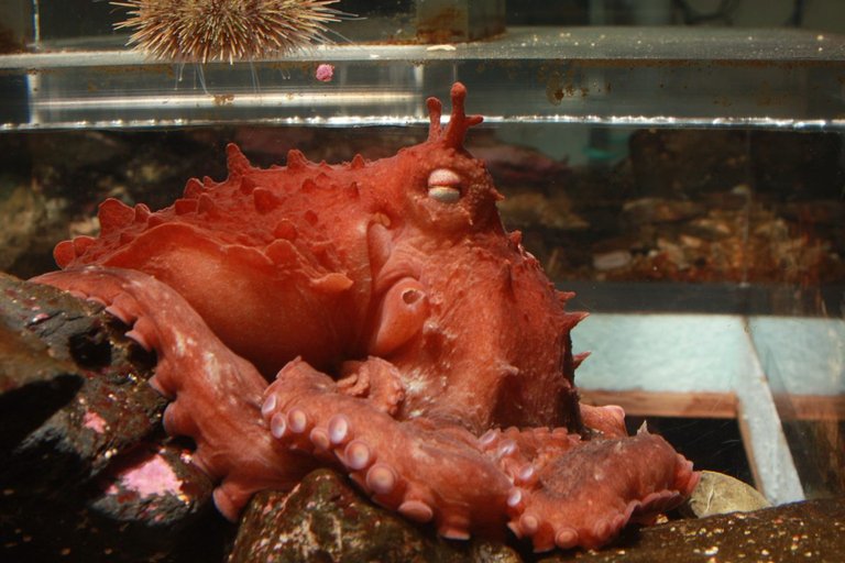 frilled-Giant-Pacific-octopus-1200x800.jpg