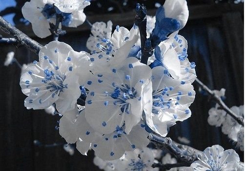 blueflowersphotographywhite-b87aacc869671452a07b8e16e2ed2f5f_h.jpg