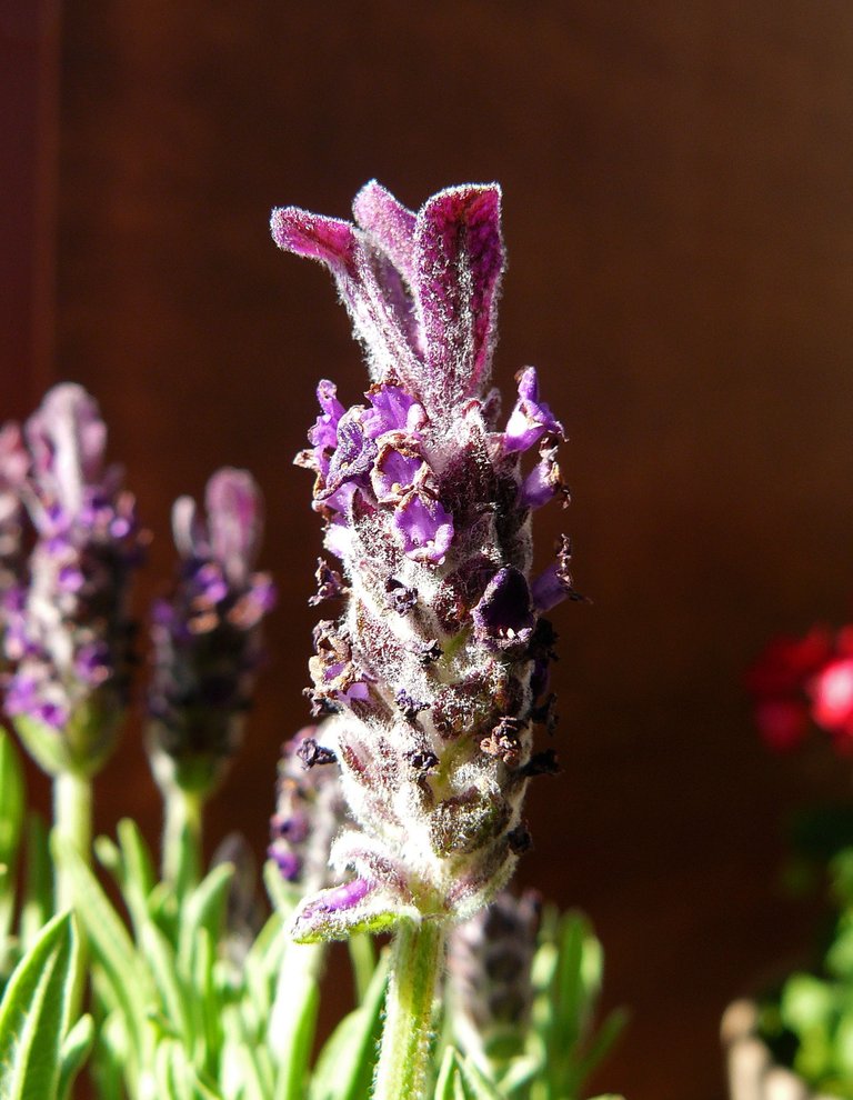 lavender flower 2.jpg