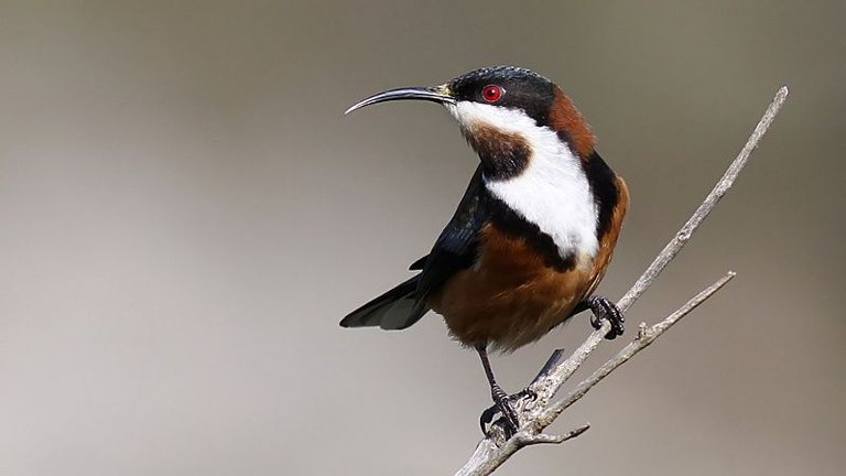 Eastern Spinebill at Rocky Cape NP.jpg