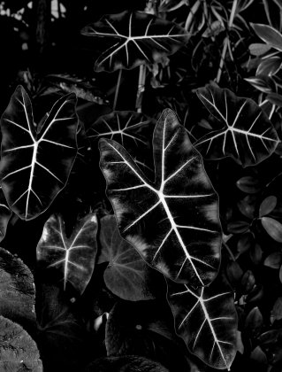 Colocasia "Black Beauty" Elephant Ear in Black and White