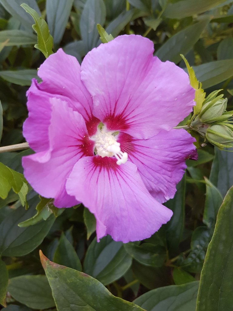 Hibiscus.jpeg