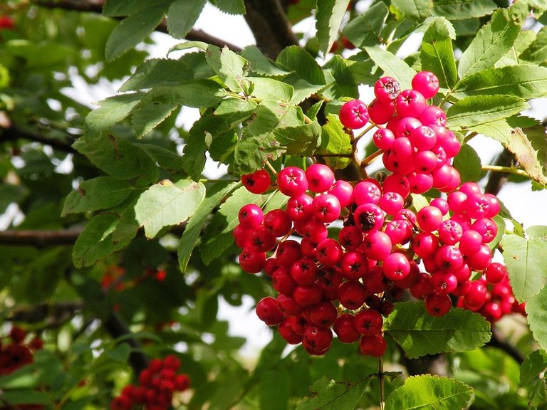 berries-14577_960_720.jpg