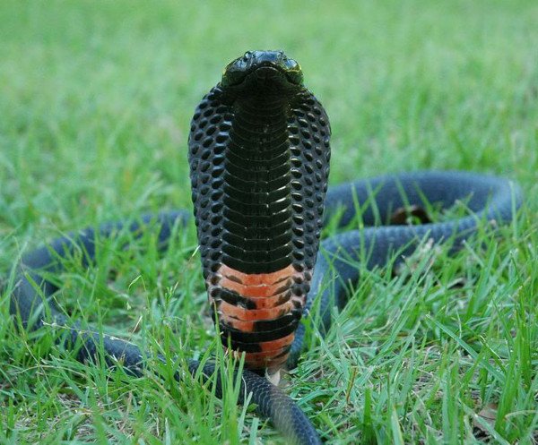 Black-spitting-cobra.jpg