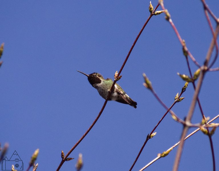 Humming Bird 4.jpg