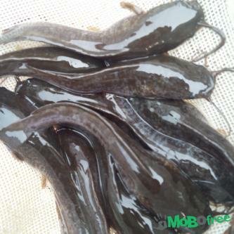 hybrid-catfish-fingerlings-and-juvenile.jpg