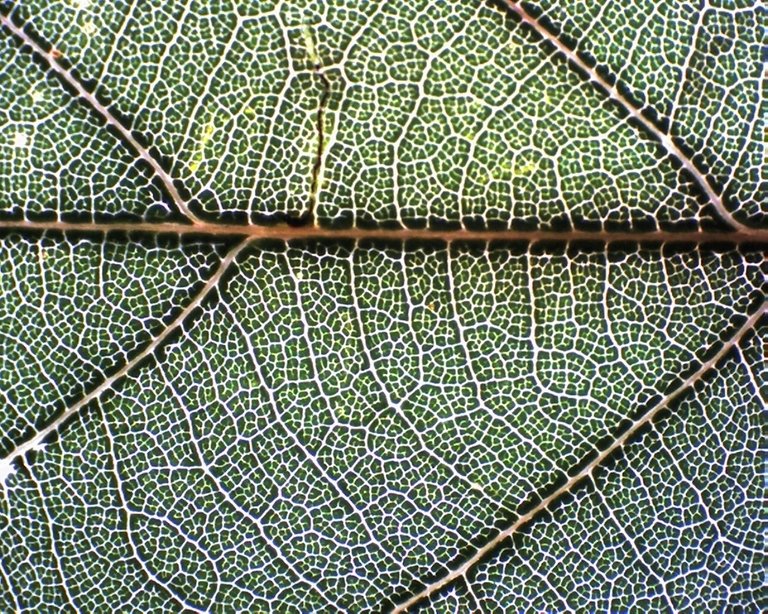 Chinkapin Oak leaf.jpg