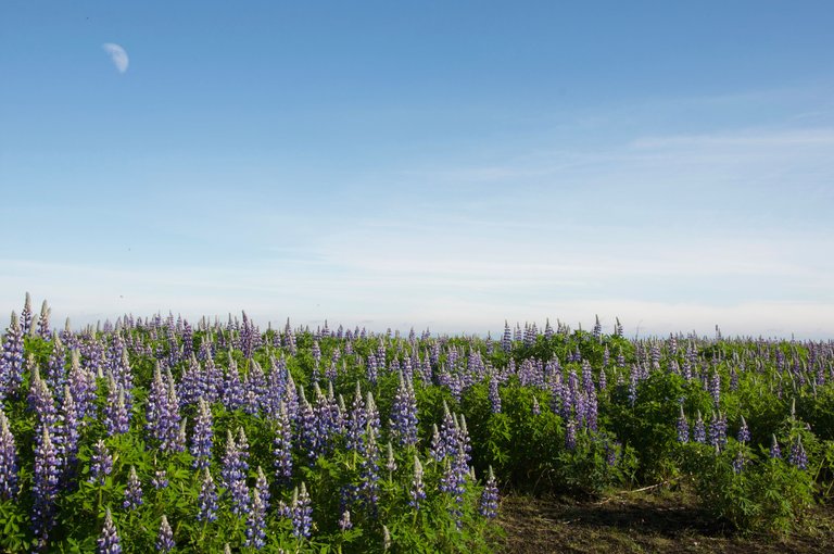 Lupines00d.jpg