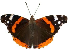 Butterfly Red Admiral 169H P1.jpg