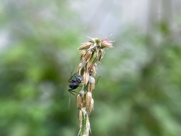 insects on wild plants
