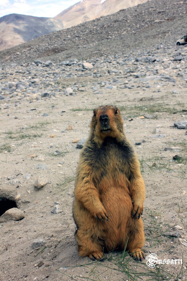  Himalayan marmot