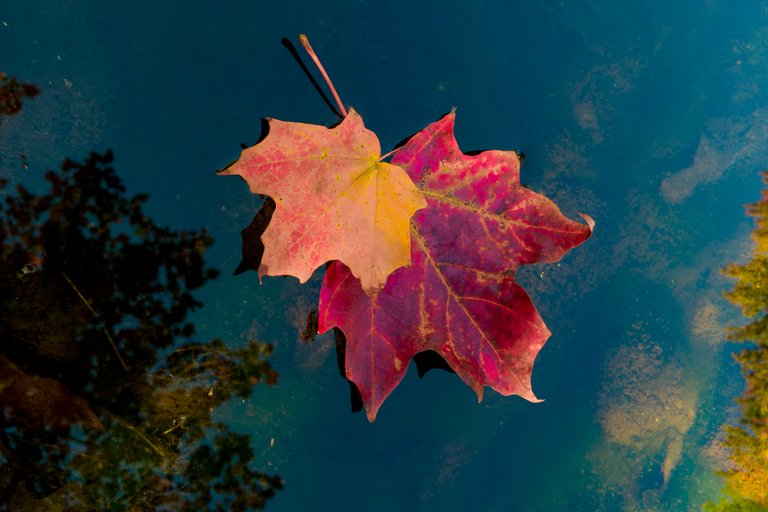 Tangled leaves on the water