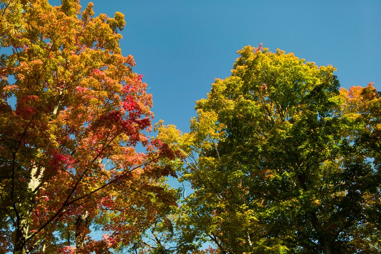 Fall trees