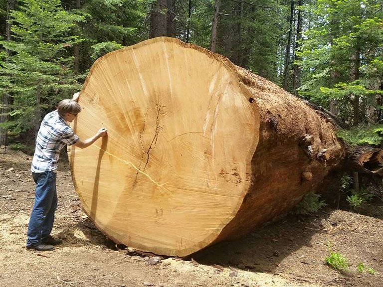 Michael Taylor measuring the Whelan tree in 2014 - Credit: Laney Griffo/The Sierra Sun Jan 22, 2021