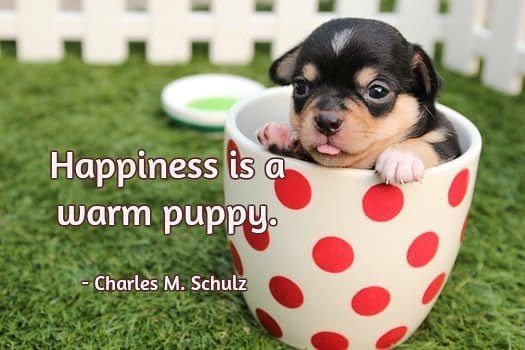 Happiness is a warm puppy. - Charles M. Schulz