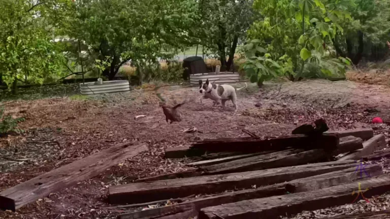 brindle and white bull arab cross catahoula herding a chicken