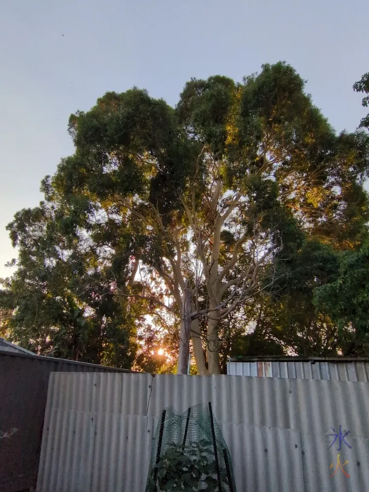 setting sun shining through eucalyptus tree