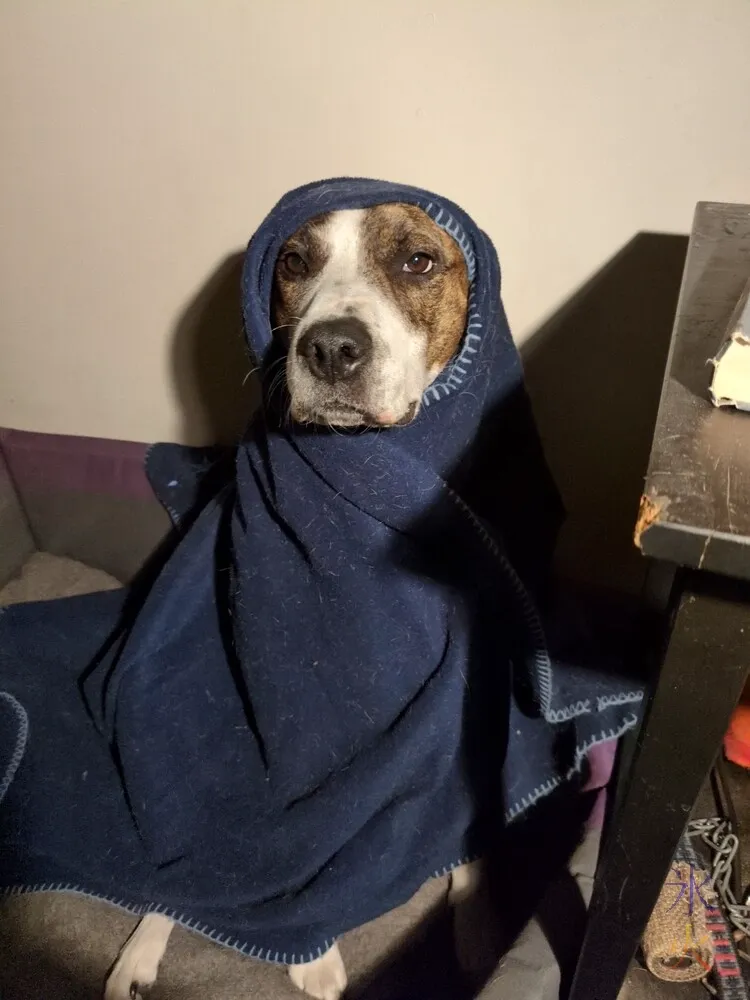 Darth Puppyius