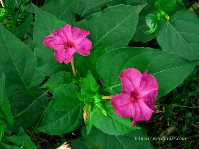 Flor de maravilla