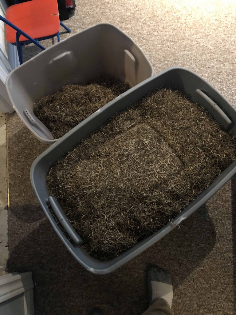 Totes of lawn thatch